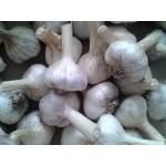 Russian Red, garlic seeds bulb