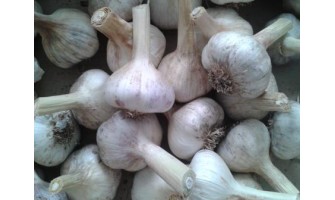 Why Hardneck Garlic Thrives in Cold Climates