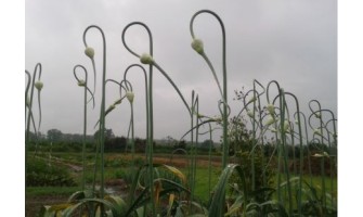 Why Chefs and Growers Prefer Hardneck Garlic