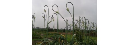 Why Chefs and Growers Prefer Hardneck Garlic