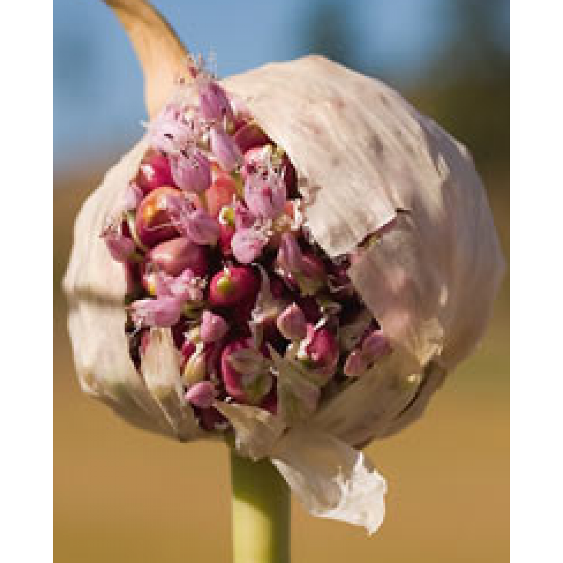 Kostyn Red Hardneck Garlic seeds (bulb) Elena's Organic Garden