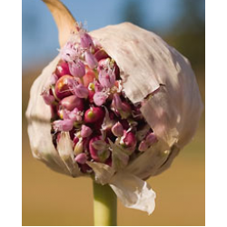 Russian Red Hardneck, garlic seeds Russian Red Hardneck, garlic seeds