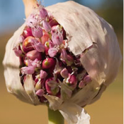 Russian Red Hardneck, garlic seeds Russian Red Hardneck, garlic seeds