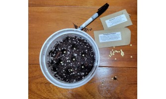 Now Is the Time: Start Planting Your Tomato and Pepper Seeds Today