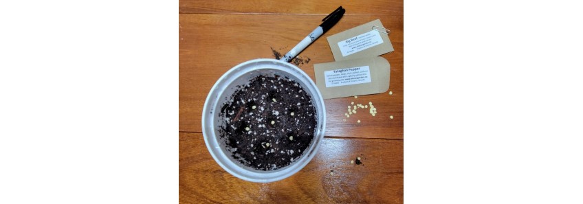 Now Is the Time: Start Planting Your Tomato and Pepper Seeds Today