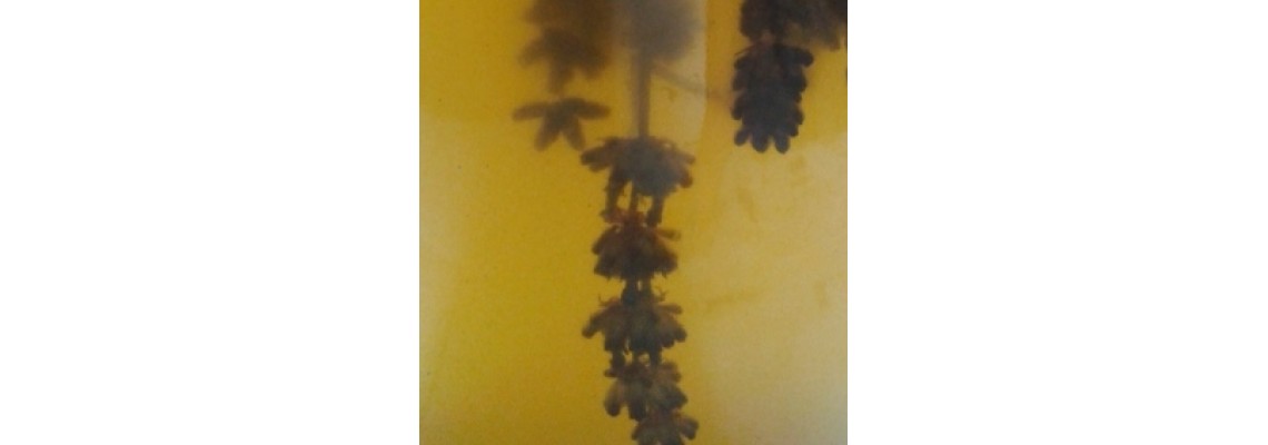 Herbal Remedies: Tinctures, Extracts, Oils & Salves