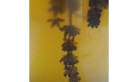 Herbal Remedies: Tinctures, Extracts, Oils & Salves