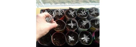 Growing Lavender from cuttings