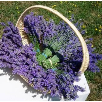 Lavender Bouquet Fresh