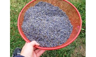 What Are Lavender Buds? Harvesting, Drying, and Uses