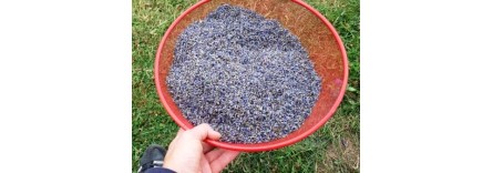 What Are Lavender Buds? Harvesting, Drying, and Uses