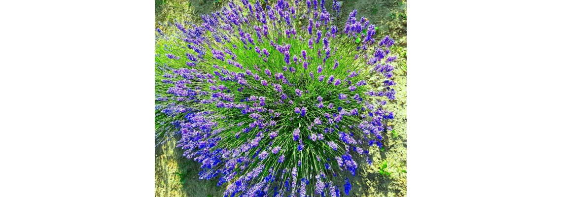 The History and Cultural Significance of Lavender