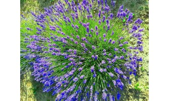 The History and Cultural Significance of Lavender