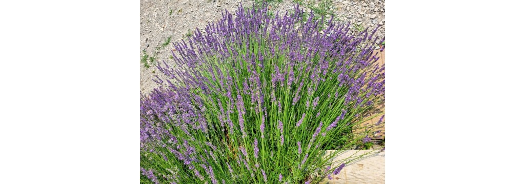 French Lavender (Lavandin): A Fragrant Garden Favorite