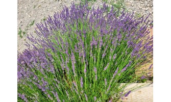 French Lavender (Lavandin): A Fragrant Garden Favorite