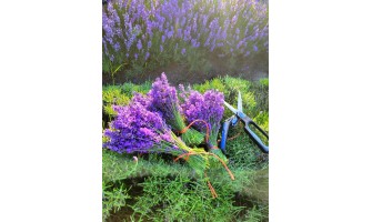 Lavender Harvesting Time in Ontario