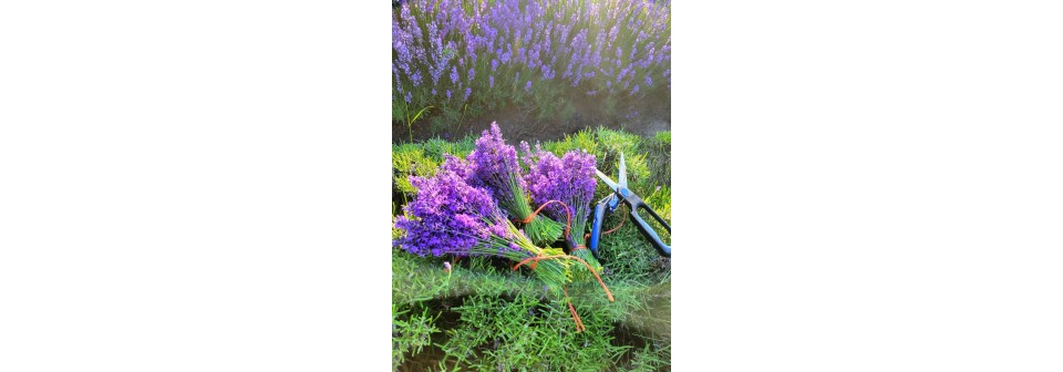 Lavender Harvesting Time in Ontario