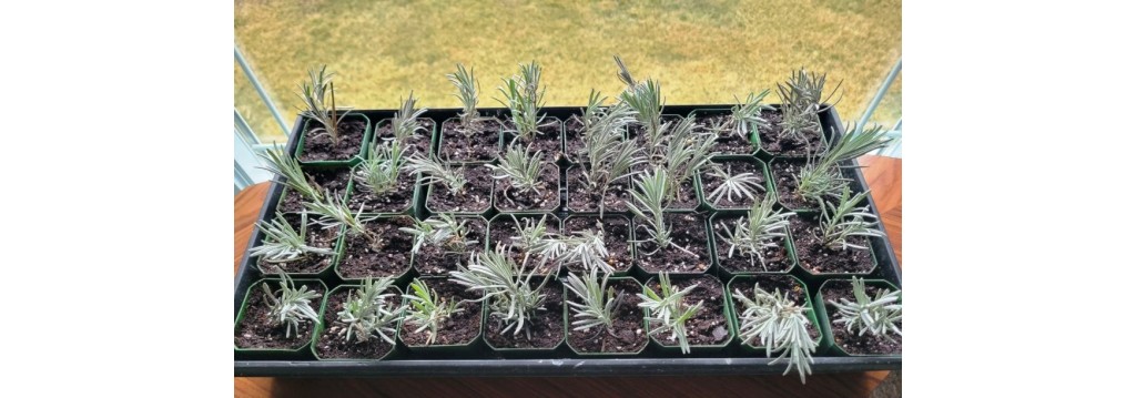 How to Propagate Lavender from Cuttings: Easy Spring Propagation Guide