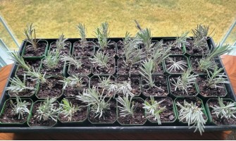 How to Propagate Lavender from Cuttings: Easy Spring Propagation Guide