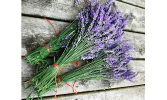 The Different Species of Lavender and What They’re Used For