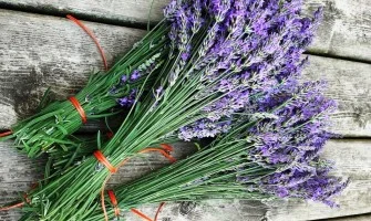 Different Species of Lavender and their uses
