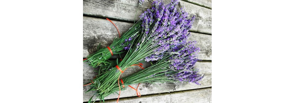 The Different Species of Lavender and What They’re Used For