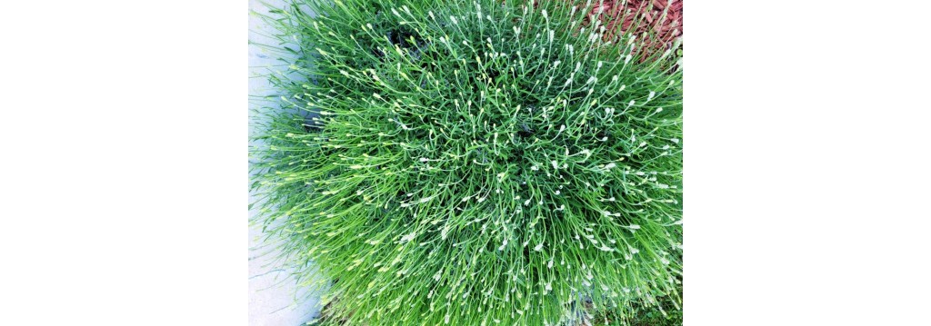 How Lavender Is Grown, Harvested, and Processed