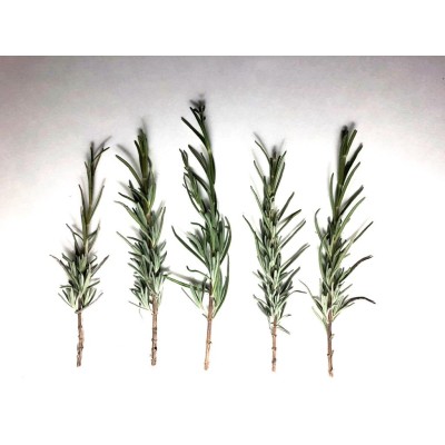 English Lavender, live cuttings