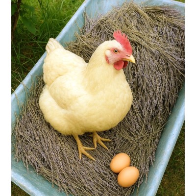 Lavender Straw, 1 lb bag