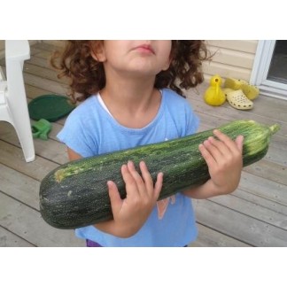 Zucchini, Summer Squash seeds