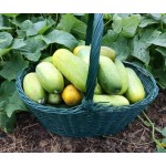 Cucumber Wisconsin, Heirloom seeds