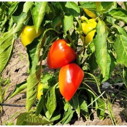 Pepper Sweet Torch, seeds