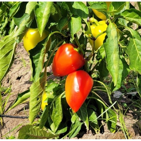 Pepper Sweet, Martin , seeds