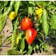 Pepper Sweet, Martin , seeds