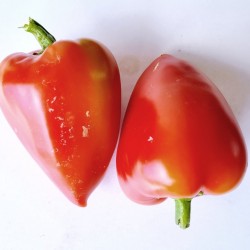 Pepper Sweet, Martin , seeds