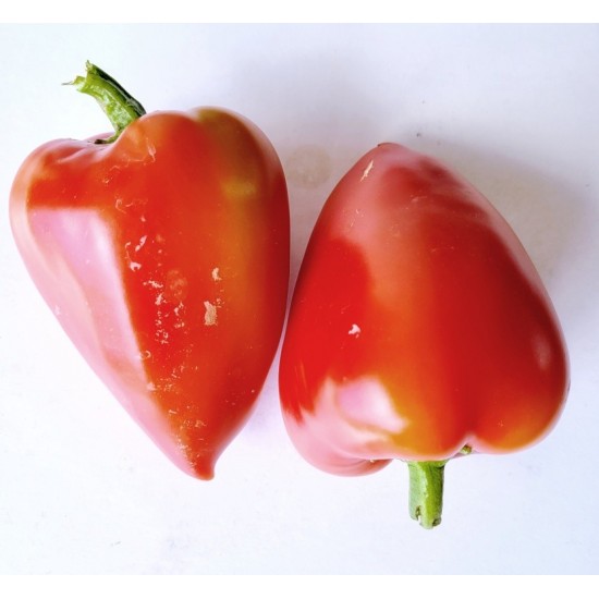 Pepper Sweet, Martin , seeds