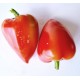 Pepper Sweet, Martin , seeds