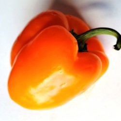 Pepper Sweet, Orange Bell, seeds