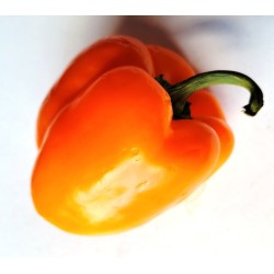 Pepper Sweet, Orange Bell, seeds