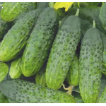 Cucumber Ivanushka F1, seeds