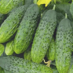 Cucumber Ivanushka F1, seeds