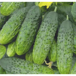Cucumber Ivanushka F1, seeds