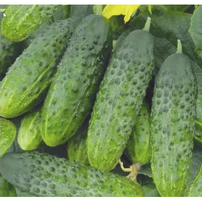 Cucumber Ivanushka F1, seeds
