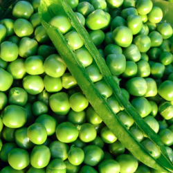 Peas Green Arrow, seeds