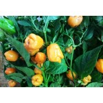 Pepper Hot Habanero,  seeds