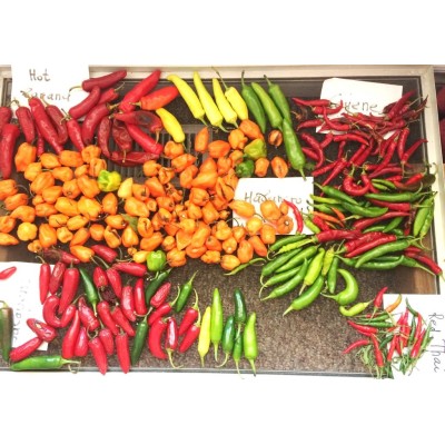 Pepper Hot Habanero,  seeds