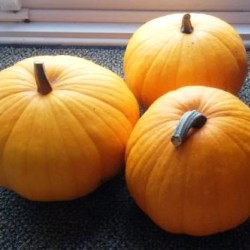 Growing Pumpkin, Squash, Zucchini