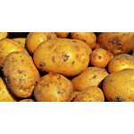 Seed Potato - Kennebec