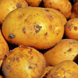 Seed Potato - Kennebec