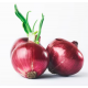 Onion Red, seeds